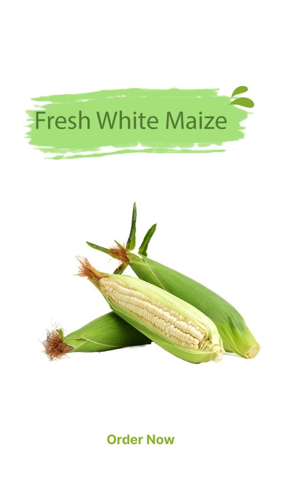 The Marvel of White Maize: An Essential Crop